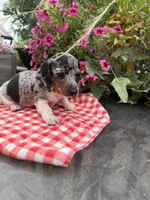 Chanel , a female Miniature Dachshund for sale in Viroqua, WI – 3 of 10