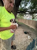 Sammy, a male Shichon for sale in Viroqua, WI – 2 of 5