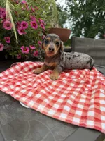 Ángel , a female Miniature Dachshund for sale in Viroqua, WI – 2 of 10