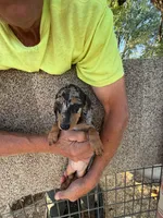 Fancy, a female Miniature Dachshund for sale in Viroqua, WI – 5 of 10