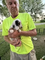 Helen, a female Miniature Dachshund for sale in Viroqua, WI – 3 of 10