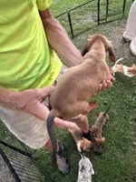 Harold, a male Miniature Dachshund for sale in Viroqua, WI – 5 of 8