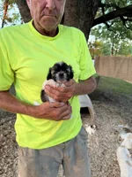 Tina, a female Shichon for sale in Viroqua, WI – 3 of 5