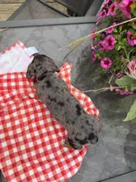 Bridger , a male Miniature Dachshund for sale in Viroqua, WI – 10 of 10