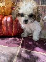 Furbie, a male Bichon Frise and Mal Shi for sale in Viroqua, WI – 8 of 9