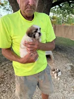 Sara, a female Maltese and Shih Tzu for sale in Viroqua, WI – 7 of 7
