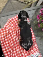 Cici, a female Miniature Dachshund for sale in Viroqua, WI – 4 of 8