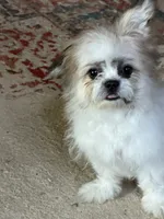 Charlie, a male Shichon for sale in Viroqua, WI – 4 of 5