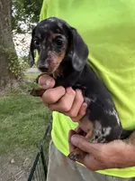 Wendy, a female Miniature Dachshund for sale in Viroqua, WI – 6 of 10