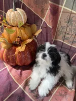Marley, a male Bichon Frise and Mal Shi for sale in Viroqua, WI – 6 of 7