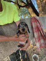 Phoebe , a female Miniature Dachshund for sale in Viroqua, WI – 7 of 10