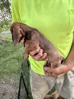 Hannah, a male Miniature Dachshund for sale in Viroqua, WI – 3 of 8