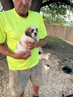 Sara, a female Maltese and Shih Tzu for sale in Viroqua, WI – 5 of 7