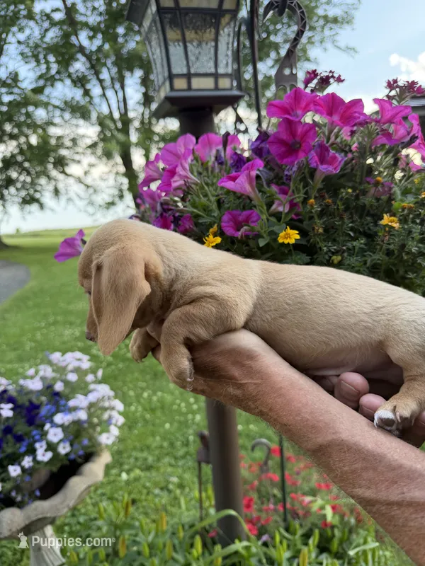 Fritz – Miniature Dachshund puppy for sale in Viroqua, WI