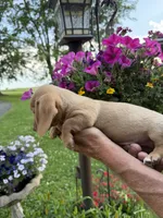 Fritz, a male Miniature Dachshund for sale in Viroqua, WI – 4 of 6