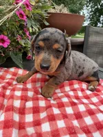 Bridger , a male Miniature Dachshund for sale in Viroqua, WI – 6 of 10