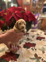 Nugget, a male Miniature Dachshund for sale in Viroqua, WI – Photo 7 of 7