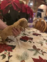 Nugget, a male Miniature Dachshund for sale in Viroqua, WI – Photo 3 of 7