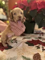 Nugget, a male Miniature Dachshund for sale in Viroqua, WI – Photo 4 of 7