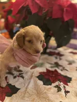 Nugget, a male Miniature Dachshund for sale in Viroqua, WI – Photo 6 of 7