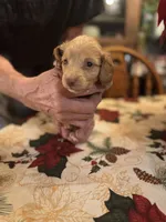 Nugget, a male Miniature Dachshund for sale in Viroqua, WI – Photo 1 of 7