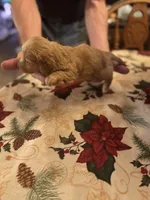 Nugget, a male Miniature Dachshund for sale in Viroqua, WI – Photo 2 of 7