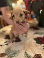 Nugget, a male Miniature Dachshund for sale in Viroqua, WI – Photo 5 of 7