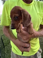 Hannah, a male Miniature Dachshund for sale in Viroqua, WI – 7 of 8