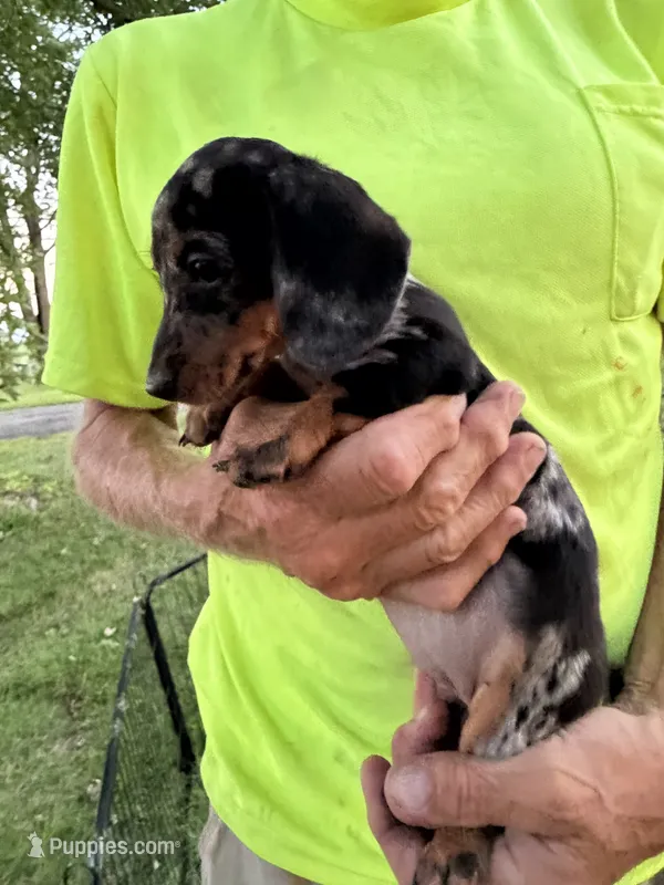 Wendy – Miniature Dachshund puppy for sale in Viroqua, WI