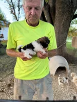 Tina, a female Shichon for sale in Viroqua, WI – 4 of 5