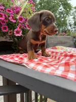 Snickers, a male Miniature Dachshund for sale in Viroqua, WI – 7 of 10