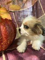 Maggie , a female Bichon Frise and Mal Shi for sale in Viroqua, WI – 8 of 10