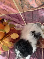 Misty, a female Bichon Frise and Mal Shi for sale in Viroqua, WI – 4 of 8