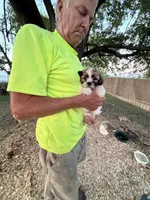 Sammy, a male Shichon for sale in Viroqua, WI – 5 of 5