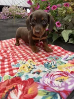 Snickers, a male Miniature Dachshund for sale in Viroqua, WI – 2 of 10