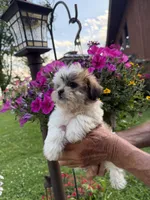 Bobby, a male Shichon for sale in Viroqua, WI – 4 of 5