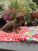 Snickers, a male Miniature Dachshund for sale in Viroqua, WI – 6 of 10
