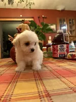 Casper, a male Bichon Frise and Maltese for sale in Viroqua, WI – 1 of 10