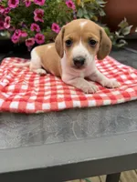 Sugar pop, a female Miniature Dachshund for sale in Viroqua, WI – 7 of 10