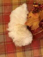 Casper, a male Bichon Frise and Maltese for sale in Viroqua, WI – 2 of 10