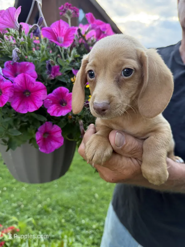 Fritz – Miniature Dachshund puppy for sale in Viroqua, WI