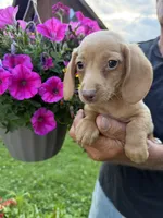 Fritz, a male Miniature Dachshund for sale in Viroqua, WI – 1 of 6
