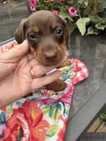 Snickers, a male Miniature Dachshund for sale in Viroqua, WI – 8 of 10