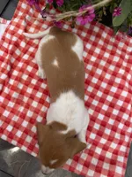 Sugar pop, a female Miniature Dachshund for sale in Viroqua, WI – 5 of 10