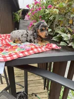 Ángel , a female Miniature Dachshund for sale in Viroqua, WI – 6 of 10