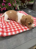 Sugar pop, a female Miniature Dachshund for sale in Viroqua, WI – 6 of 10