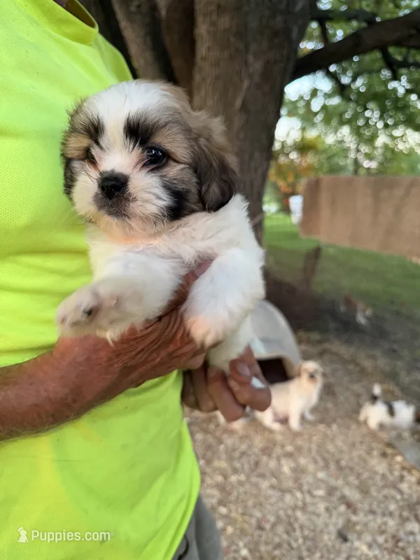 Sofia – Maltese, Shih Tzu puppy for sale in Viroqua, WI