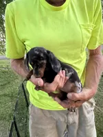 Wendy, a female Miniature Dachshund for sale in Viroqua, WI – 10 of 10