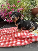Cici, a female Miniature Dachshund for sale in Viroqua, WI – 6 of 8