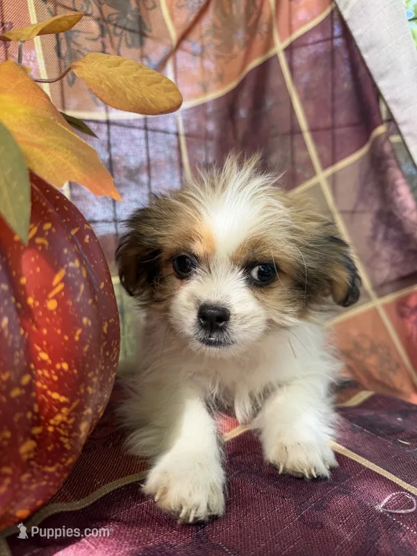 Maggie  – Bichon Frise, Mal Shi puppy for sale in Viroqua, WI